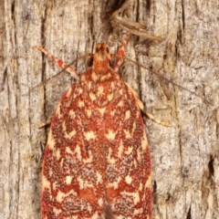 Syringoseca rhodoxantha at Melba, ACT - 4 Feb 2021 01:40 AM