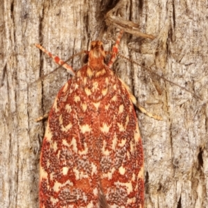 Syringoseca rhodoxantha at Melba, ACT - 4 Feb 2021