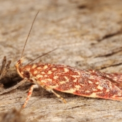 Syringoseca rhodoxantha at Melba, ACT - 4 Feb 2021