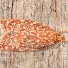 Syringoseca rhodoxantha at Melba, ACT - 4 Feb 2021