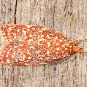 Syringoseca rhodoxantha at Melba, ACT - 4 Feb 2021 01:40 AM