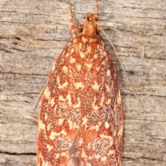 Syringoseca rhodoxantha at Melba, ACT - 4 Feb 2021