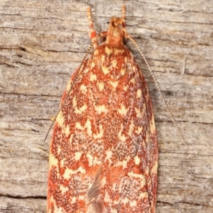 Syringoseca rhodoxantha at Melba, ACT - 4 Feb 2021 01:40 AM