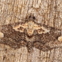 Pasiphilodes testulata (Pome looper) at Melba, ACT - 3 Feb 2021 by kasiaaus