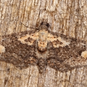 Pasiphilodes testulata at Melba, ACT - 4 Feb 2021