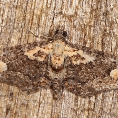 Pasiphilodes testulata (Pome looper) at Melba, ACT - 3 Feb 2021 by kasiaaus