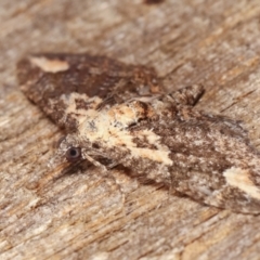 Pasiphilodes testulata at Melba, ACT - 4 Feb 2021 01:32 AM