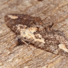 Pasiphilodes testulata at Melba, ACT - 4 Feb 2021