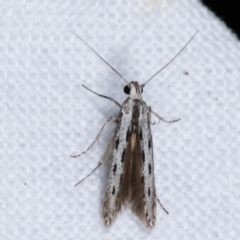 Thiotricha anticentra (A Twirler moth (Thiotrichinae)) at Melba, ACT - 3 Feb 2021 by kasiaaus