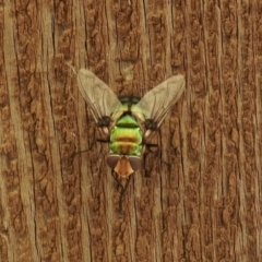 Rutilia (Chrysorutilia) sp. (genus & subgenus) (A Bristle Fly) at Aranda, ACT - 7 Feb 2021 by KMcCue