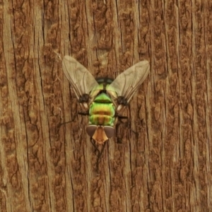 Rutilia (Chrysorutilia) sp. (genus & subgenus) at Aranda, ACT - 7 Feb 2021 02:51 PM