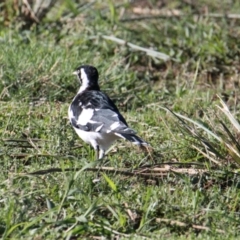 Grallina cyanoleuca (Magpie-lark) at Albury - 7 Feb 2021 by PaulF