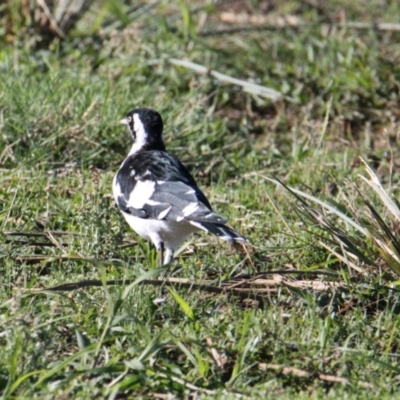Grallina cyanoleuca (Magpie-lark) at Table Top, NSW - 7 Feb 2021 by PaulF