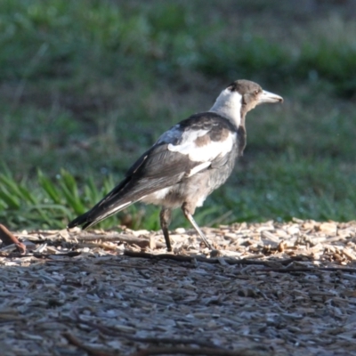 Gymnorhina tibicen (Australian Magpie) at Albury - 8 Feb 2021 by PaulF