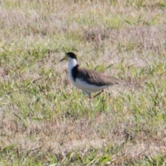 Vanellus miles (Masked Lapwing) at Table Top, NSW - 7 Feb 2021 by PaulF