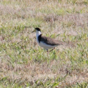 Vanellus miles at Albury - 8 Feb 2021 07:49 AM