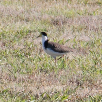 Vanellus miles (Masked Lapwing) at Albury - 7 Feb 2021 by PaulF