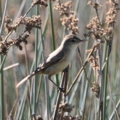 Acrocephalus australis (Australian Reed-Warbler) at Albury - 8 Feb 2021 by PaulF