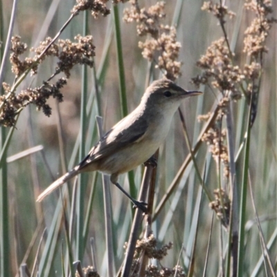 Acrocephalus australis (Australian Reed-Warbler) at Albury - 8 Feb 2021 by PaulF