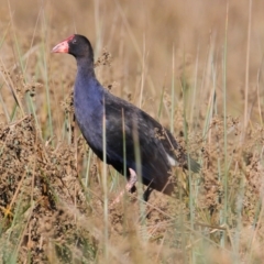 Porphyrio melanotus (Australasian Swamphen) at Albury - 7 Feb 2021 by PaulF