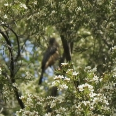 Acanthorhynchus tenuirostris (Eastern Spinebill) at Aranda, ACT - 8 Feb 2021 by KMcCue