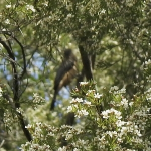 Acanthorhynchus tenuirostris at Aranda, ACT - 8 Feb 2021