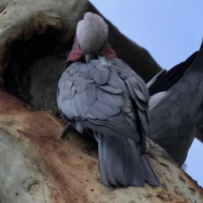 Eolophus roseicapilla (Galah) at Aranda, ACT - 8 Feb 2021 by KMcCue