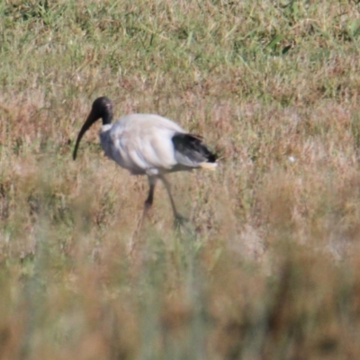 Threskiornis molucca (Australian White Ibis) at Table Top, NSW - 7 Feb 2021 by PaulF