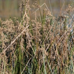 Juncus sp. (A Rush) at Table Top, NSW - 7 Feb 2021 by PaulF