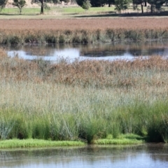 Juncus ingens at Table Top, NSW - 8 Feb 2021 08:22 AM