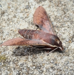Hippotion scrofa (Coprosma Hawk Moth) at City Renewal Authority Area - 8 Feb 2021 by AaronClausen