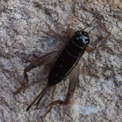 Teleogryllus commodus (Black Field Cricket) at Aranda, ACT - 6 Feb 2021 by Jubeyjubes