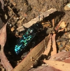 Austroscolia soror (Blue Flower Wasp) at Aranda, ACT - 6 Feb 2021 by Jubeyjubes