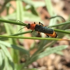 Chauliognathus tricolor (Tricolor soldier beetle) at Aranda, ACT - 2 Feb 2021 by Jubeyjubes