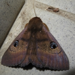 Dasypodia selenophora (Southern old lady moth) at Gundaroo, NSW - 8 Feb 2021 by Christine