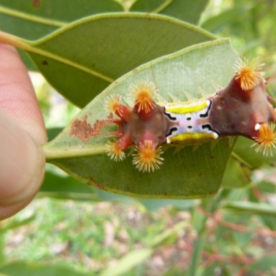 Unidentified Insect at Tathra, NSW - 8 Feb 2021 by TathraPreschool