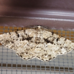 Unplaced externaria (Mahogany Bark Moth (formerly Hypomecis externaria)) at Flynn, ACT - 6 Feb 2021 by Christine