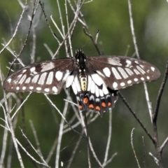 Papilio anactus (Dainty Swallowtail) at Curtin, ACT - 8 Feb 2021 by JohnBundock