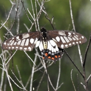 Papilio anactus at Curtin, ACT - 8 Feb 2021 03:51 PM