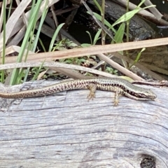 Eulamprus heatwolei (Yellow-bellied Water Skink) at Karabar, NSW - 8 Feb 2021 by Ozflyfisher