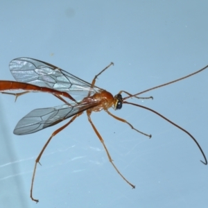 Enicospilus coarctatus at Ainslie, ACT - 6 Feb 2021 10:38 PM