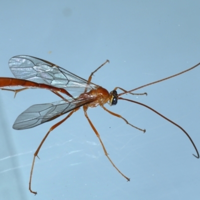 Enicospilus coarctatus (Ophionine wasp) at Ainslie, ACT - 6 Feb 2021 by jb2602