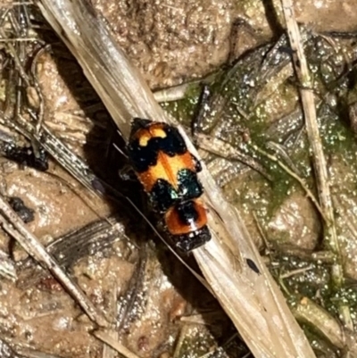 Dicranolaius concinicornis (Melyrid flower beetle) at Murrumbateman, NSW - 6 Feb 2021 by SimoneC