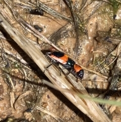 Dicranolaius concinicornis at Murrumbateman, NSW - 6 Feb 2021