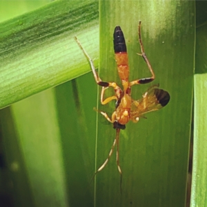 Ctenochares bicolorus at Lyons, ACT - 7 Feb 2021 11:46 AM