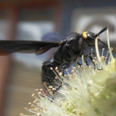 Scolia (Discolia) verticalis (Yellow-headed hairy flower wasp) at Yass River, NSW - 8 Feb 2021 by SenexRugosus