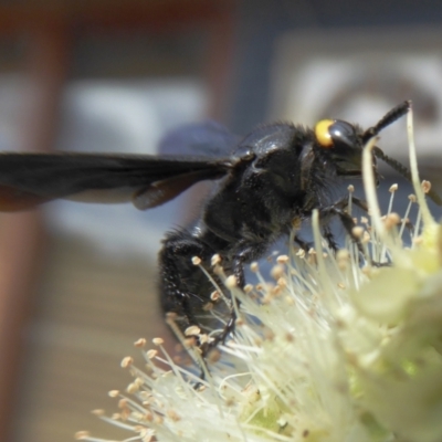 Scolia (Discolia) verticalis (Yellow-headed hairy flower wasp) at Yass River, NSW - 8 Feb 2021 by SenexRugosus