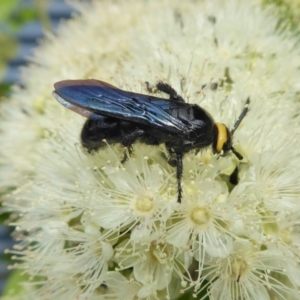 Scolia (Discolia) verticalis at Yass River, NSW - 8 Feb 2021