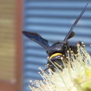 Scolia (Discolia) verticalis at Yass River, NSW - 8 Feb 2021