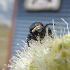 Scolia (Discolia) verticalis at Yass River, NSW - 8 Feb 2021